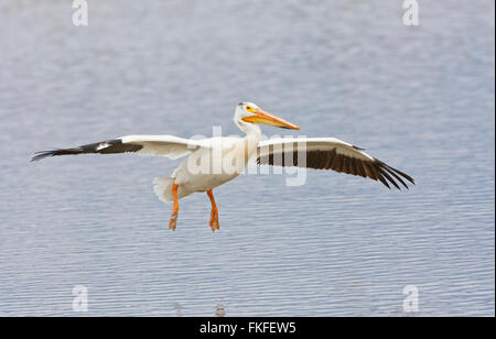 American White Pelican fliegen über dem Wasser am Bärenfluss Migratory Bird Zuflucht, Utah im Frühjahr Stockfoto