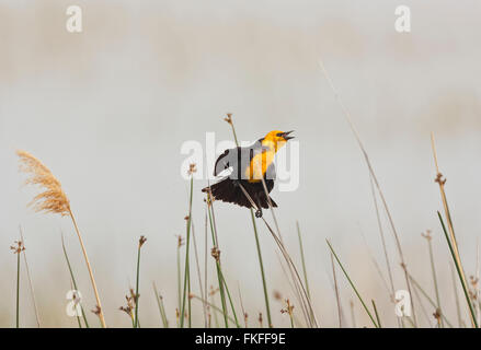 Männliche gelb-vorangegangene Amsel singen während auf Rohrkolben in einem Süßwasser-Sumpf, sein bevorzugter Lebensraum thront. Stockfoto