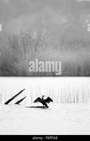 Große schwarze Kormoran vogel Flügel aus auf einem Baum brank in Wasser See Stockfoto