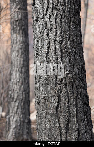 Ponderosa-Kiefern in 2015 Grizzly komplexe Feuer im nordöstlichen Oregon verbrannt. Stockfoto