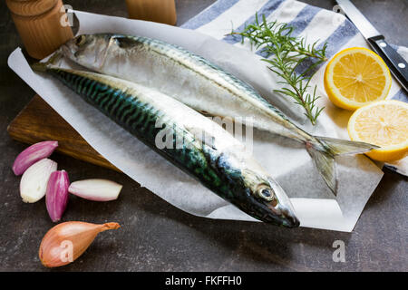 Frische Makrele Fisch ideal für Barbecue oder Grill party Stockfoto