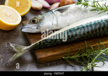 Frische Makrele Fisch ideal für Grill und Grill party Stockfoto