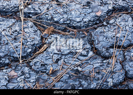 Detail der Rinde eines Baumes Gelbkiefer, Wenaha-River-Canyon, Oregon. Stockfoto