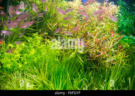 Rasbora Het Harlequin Rasbora Heteromorpha Süßwasser-Aquarienfische Stockfoto