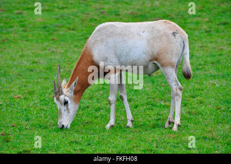 Wilde Ziege in Gefangenschaft Weiden Stockfoto