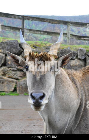 Wilde Ziegen mit Hörnern, Blick in die Kamera. Stockfoto