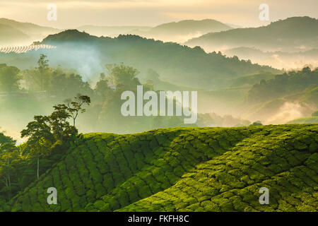 Nebligen Morgen auf einer Teeplantage in Sungai Palas, Cameron Highlands, Pahang, Malaysia. Stockfoto