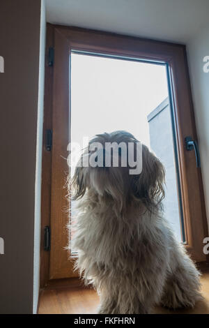 Hund neben Fenster Stockfoto