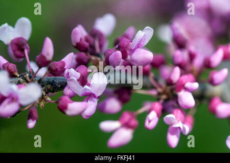 Cercis canadensis, Redbud Spring, Blume, Nahaufnahme Stockfoto
