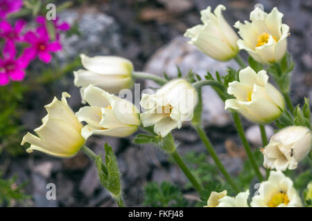 Weiße albanische Pasque Blume Pflanze Pulsatilla albana Stockfoto