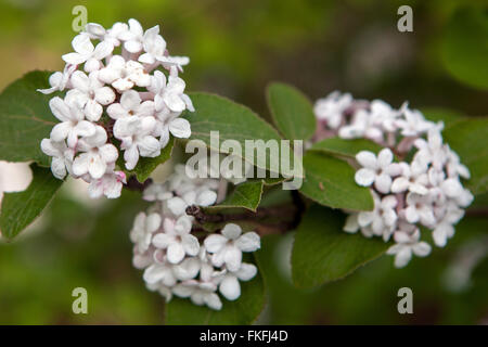 Bitchiu Viburnum oder Yeddo Viburnum, Viburnum bitchiuense Stockfoto