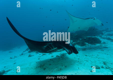 Eine Parade von riesigen Mantarochen (Manta Birostris) an eine Reinigungsstation. Stockfoto