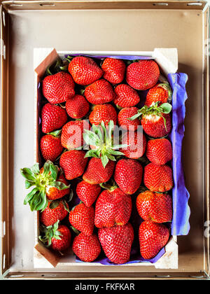 Frische Erdbeeren mit Blättern in Holzkiste auf metallischen Tisch. Stockfoto