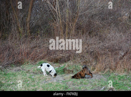 Jagdhunde, die auf der Suche nach Beute. Vor dem Jäger zu vertreiben Stockfoto