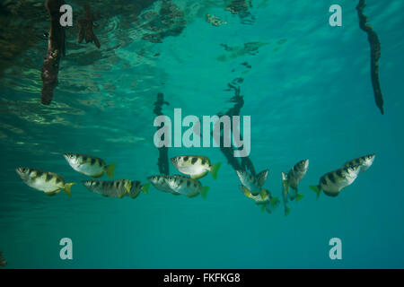 Gebändert Archerfish (Toxotes Jaculatrix) in den Mangroven. Nord-Raja Ampat, West-Papua, Indonesien Stockfoto