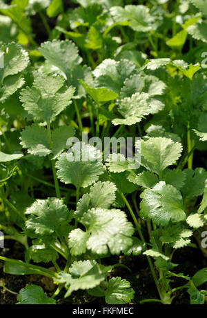 Koriander Pflanzen, Coriandrum Sativum, auch bekannt als Pak Chee, Koriander und chinesische Petersilie. Stockfoto