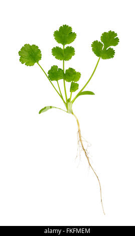 Ganzen frischen Koriander Pflanze, Coriandrum Sativum, genannt auch Pak Chee, Koriander und chinesische Petersilie. Stockfoto