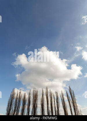 Silhouetten von Pappeln gegen blauen Wolkenhimmel, Textfreiraum. Stockfoto