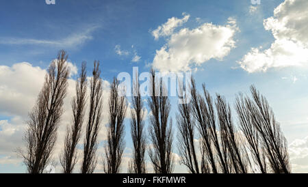 Silhouetten von Pappeln gegen blauen Wolkenhimmel. Stockfoto