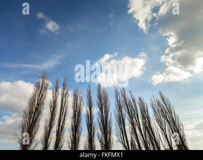 Silhouetten von Pappeln gegen blauen Wolkenhimmel. Stockfoto