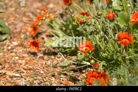 Orange Herbers, Osteospermum Ecklonis, blüht in einem botanischen Garten im Sommer auf einem Hintergrund aus grünen Blättern Stockfoto