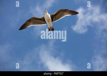 Möwe fliegen overhead an einem lokalen Strand in San Diego Kalifornien Stockfoto