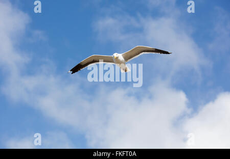 Möwe fliegen overhead an einem lokalen Strand in San Diego Kalifornien Stockfoto