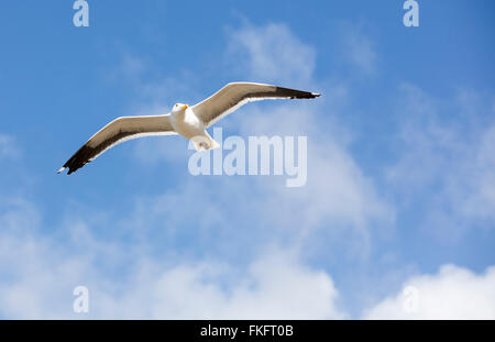 Möwe fliegen overhead an einem lokalen Strand in San Diego Kalifornien Stockfoto