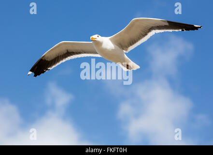 Möwe fliegen overhead an einem lokalen Strand in San Diego Kalifornien Stockfoto