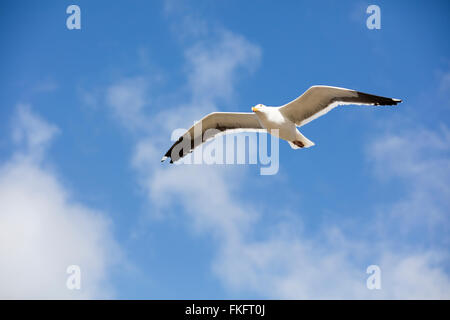 Möwe fliegen overhead an einem lokalen Strand in San Diego Kalifornien Stockfoto