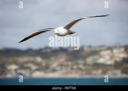 Möwe fliegen overhead an einem lokalen Strand in San Diego Kalifornien Stockfoto