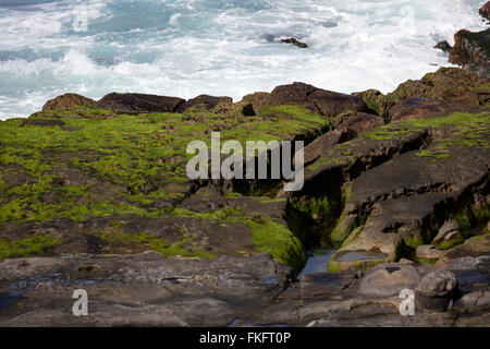 Moos wächst auf Felsen mit Wellen plätschern im Hintergrund in La Jolla, Kalifornien Stockfoto