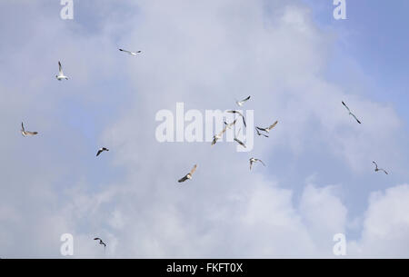 Möwen fliegen in einer verstreuten Gruppe über einen park Stockfoto