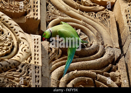 Indian Rose beringt Sittich (geflohen waren) findet ein Barsch an der aufwendigen Schnitzereien aus rotem Sandstein an der Qutub Komplex Stockfoto