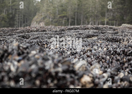 Kolonie von Miesmuscheln (Mytilus Edulis) auf Vancouver Island in der Nähe von Cape Beal Stockfoto