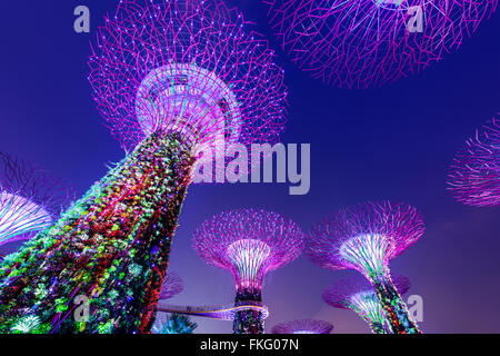 Supertrees in Gärten an der Bucht in Singapur. Stockfoto