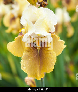 Nahaufnahme einer Blume einer Iris 'festliche Rock"(hoch bärtige Flag Iris) Stockfoto