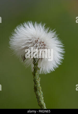 Kleine flauschige Löwenzahn Blume mit Blattläusen auf Stamm Stockfoto