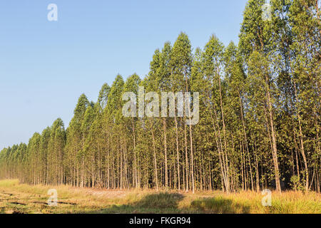 Eukalyptus-Baum-Wald in Thailand, Anlagen für die Papierindustrie Stockfoto