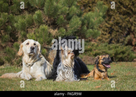 Eine Gruppe von vier Hunden verschiedener Rassen liegt auf einer grünen Wiese. Stockfoto