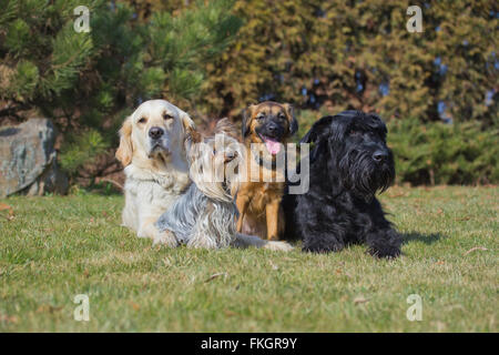 Eine Gruppe von vier Hunden verschiedener Rassen liegt auf einer grünen Wiese. Stockfoto