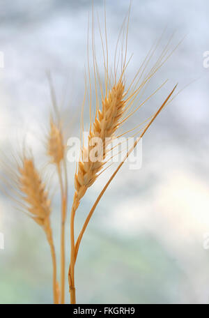 Ährchen des Weizens im Sonnenlicht Stockfoto