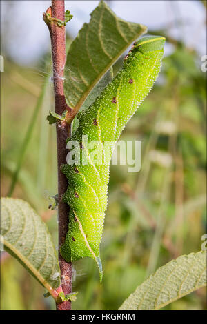 Caterpillar von Sphinx ligustri privet Hawkmoth essen Blätter im Hochformat genommen. Grüne große Raupe mit Dorn oder Dorn wie Schwanz Stockfoto