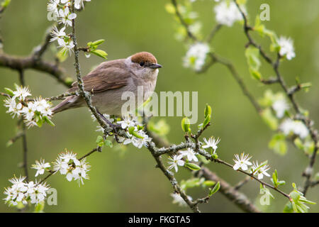 Schwarze Kappe Sylvia Antricapillar weiblichen Vogel mit braunen Mütze sitzend in Blackthorne-Baum (Prunus Spinosa) weißen Blüten grüne Blätter auf Zweigen Knospen. Stockfoto