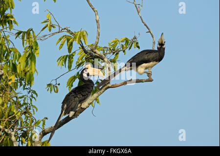 Ein paar von Malabar pied Nashornvögel (Anthracoceros Coronatus) Schlafplatz auf einem Baum im Wilpattu Nationalpark in Sri Lanka Stockfoto