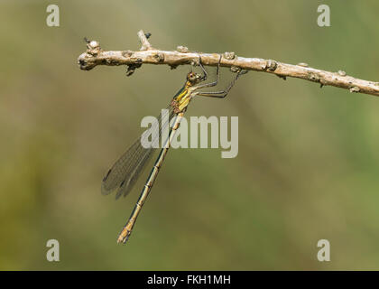 Emerald Damselfly Lestes Sponsa unter einem Zweig Stockfoto