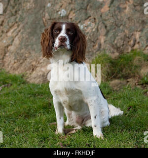 English Springer Spaniel Stockfoto