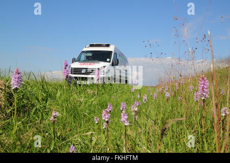 Gemeinsame gefleckte Orchideen wachsen auf einer am Straßenrand Kante im Peak District National Park in der Nähe von Sheffield, England UK - Juni Stockfoto