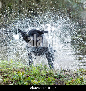 Nass matschig schwarz labrador Retriever schütteln Stockfoto