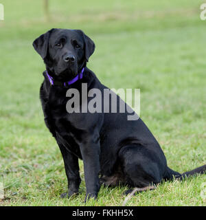 Schwarzer Labrador Retriever Hund Stockfoto